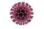 herpes simplex virus